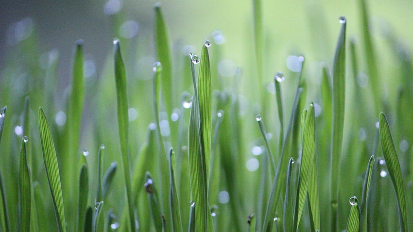 Erba bagnata, prato, pioggia, campo, verde, erba, rugiada, fresca, acqua Sfondo HD