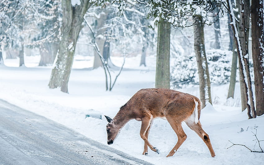 크리스마스 사슴 거리 눈 겨울 자연 동물, 동물과 자연 HD 월페이퍼