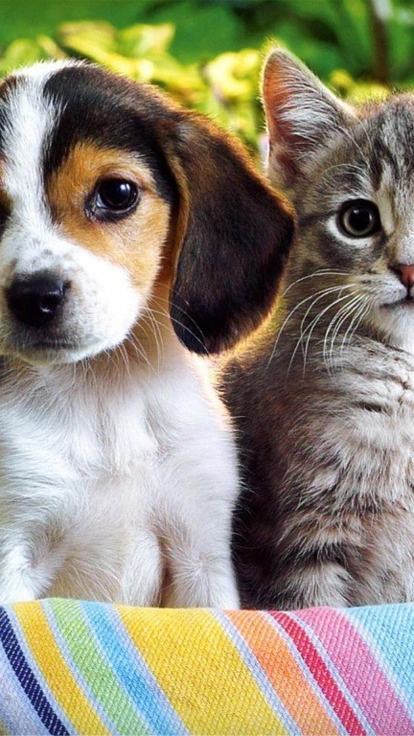 puppy and kitten HD wallpapers