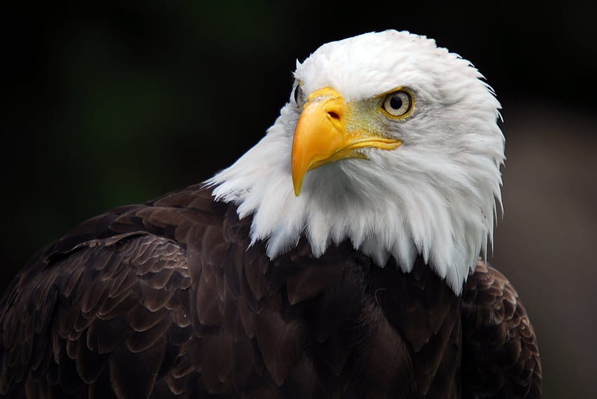 June 20 is American Eagle Day so we're having a 1 day only sale! Use, American Bald Eagle HD wallpaper