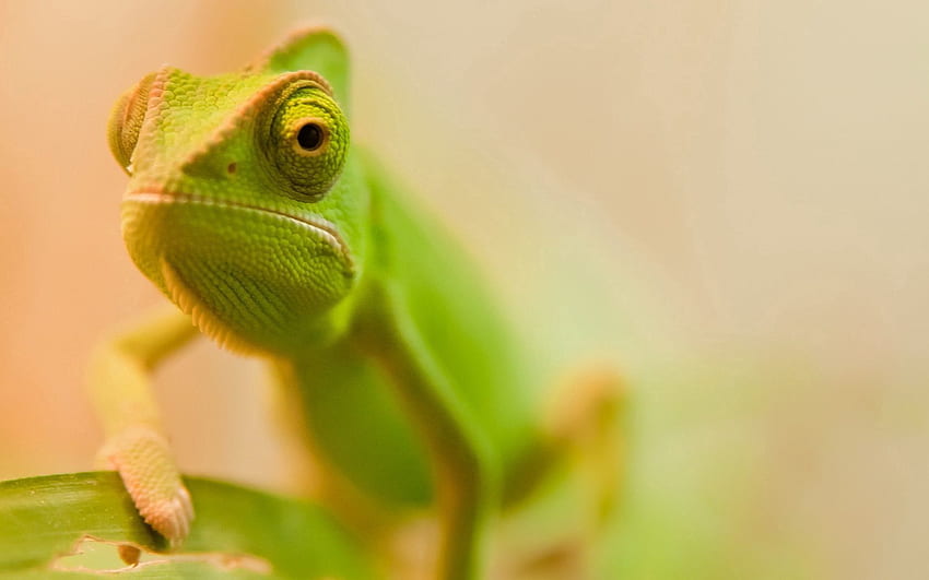 Animals, Muzzle, Color, Lizard, Greased, Smeared HD wallpaper