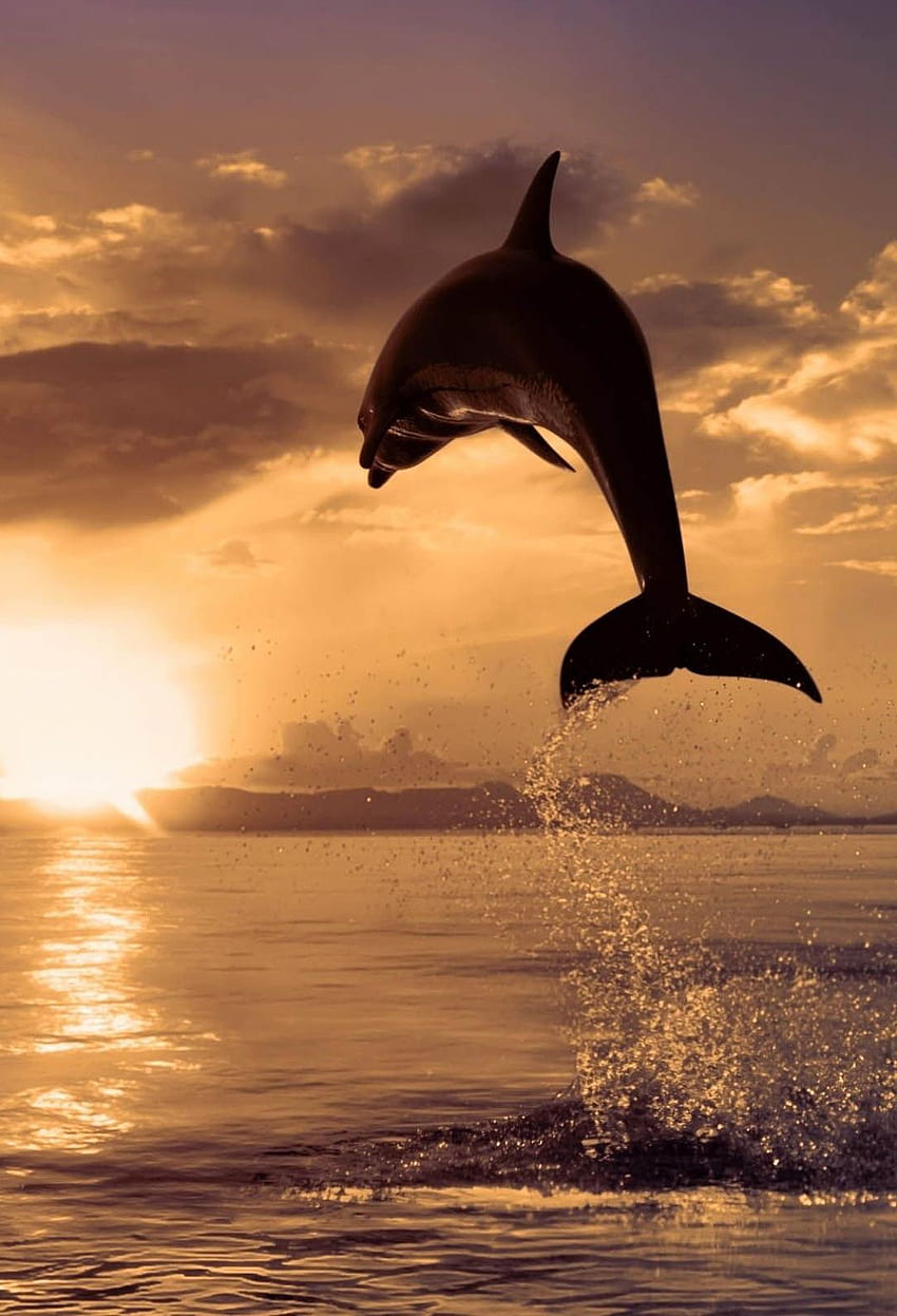 1280x2120 Dolphin Jumping iPhone 6 HD 4k Wallpapers Images Backgrounds  Photos and Pictures