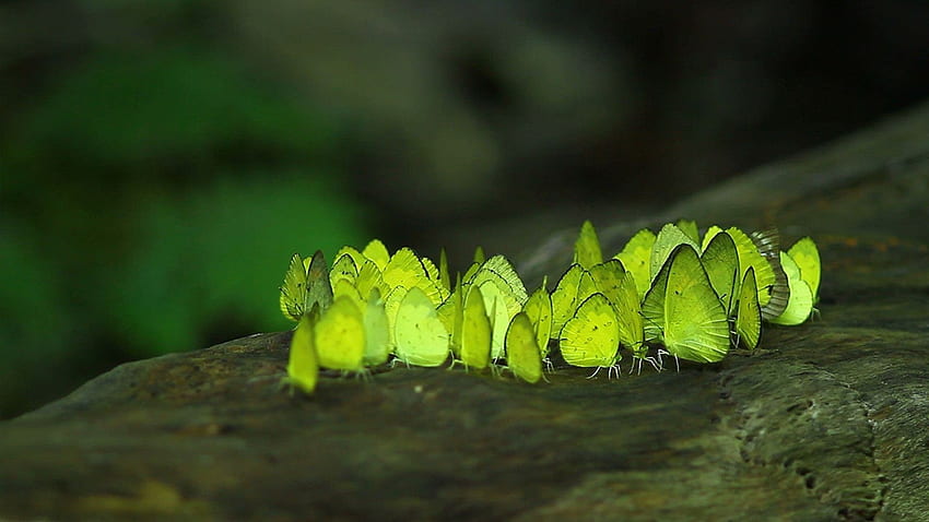 Some from the Windows Spotlight Lockscreen. Kaeng krachan national park, Green butterfly HD wallpaper