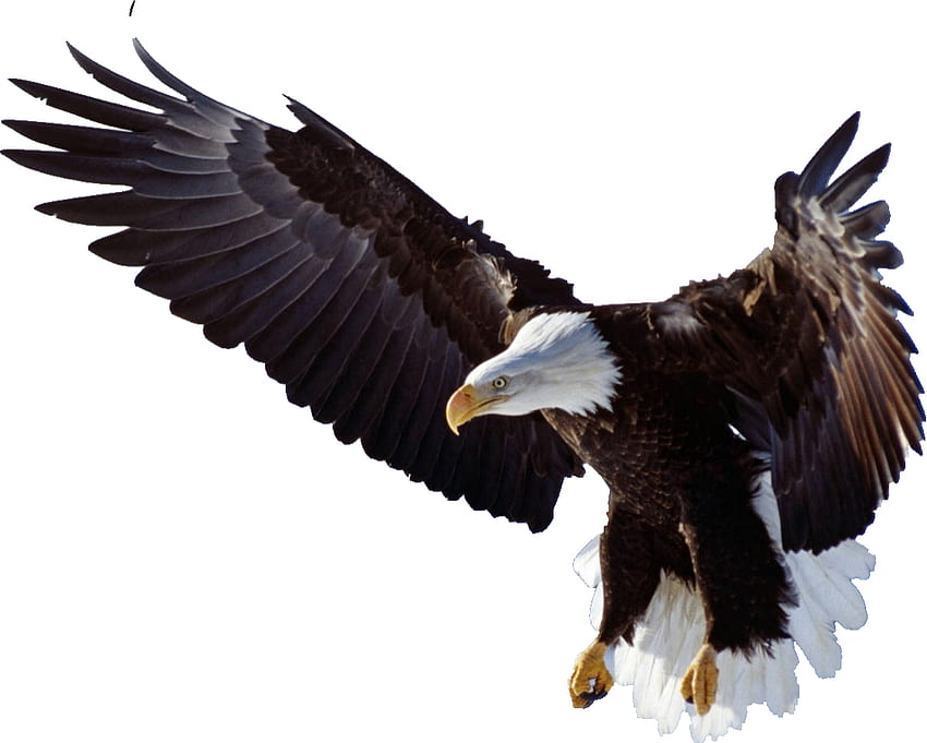 Burung Elang Png - Bald Eagle, & background HD wallpaper