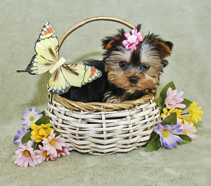 Köpek yavrusu, köpek, hayvan, sevimli, bahar, sepet, kelebek, çiçek, yorkshire korkunç, paskalya, caine HD duvar kağıdı