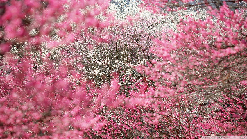 Kwiaty wiśni — wyniki wyszukiwania Yahoo. Drzewa, Japońska Sztuka Kwiatowa Tapeta HD