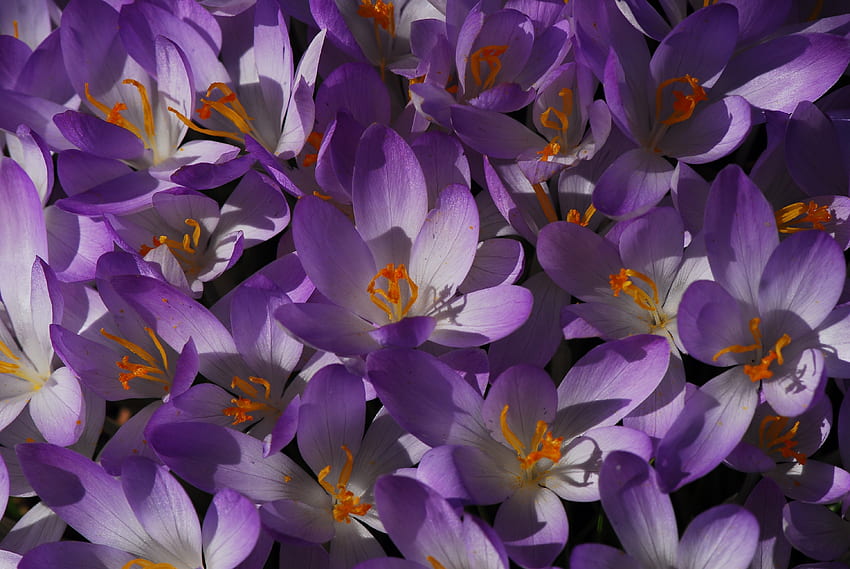 Bloom, kwiaty, fioletowe krokusy Tapeta HD