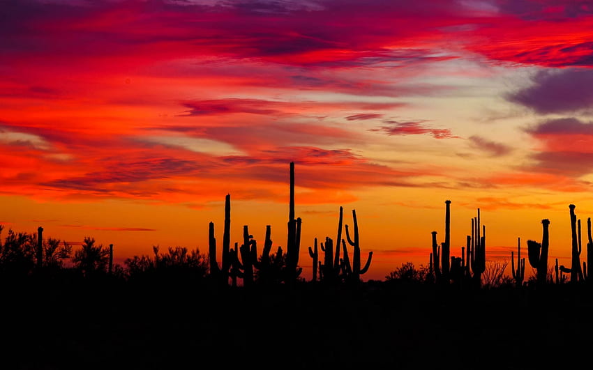 Cacti, sunset, silhouettes, Arizona Desert Sunset HD wallpaper | Pxfuel