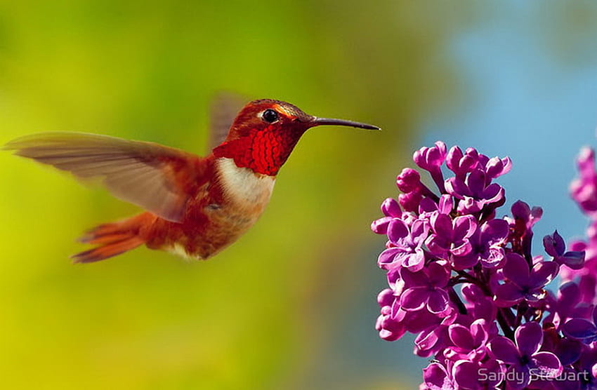 Red jewel, humming bird, long beak, red, pink flowers, small HD wallpaper