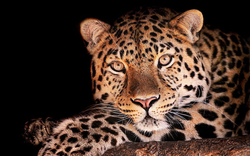 Beautiful Leopard Background HD wallpaper