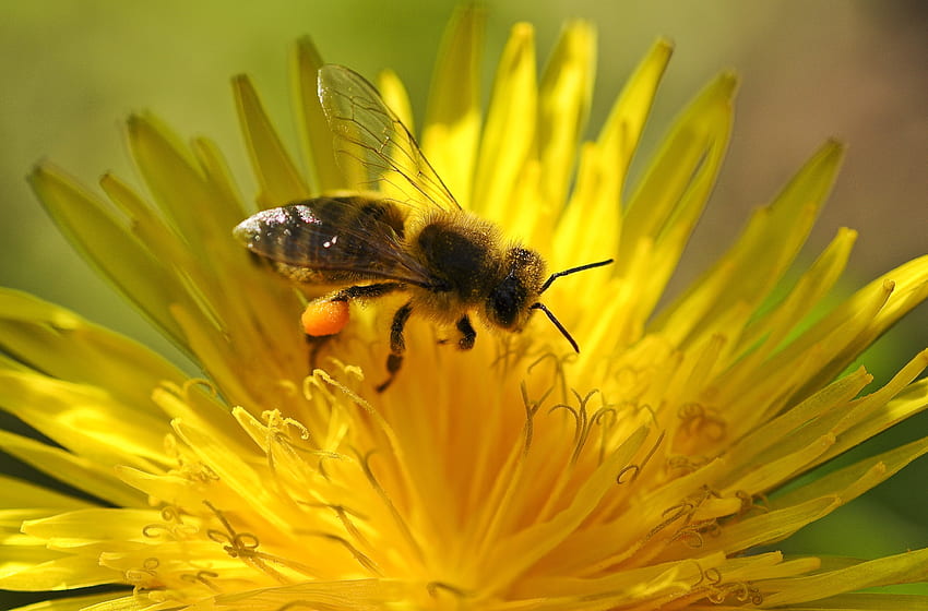 ดอกไม้, มาโคร, ผึ้ง, การผสมเกสร, Dandelion, Ovduapchik วอลล์เปเปอร์ HD