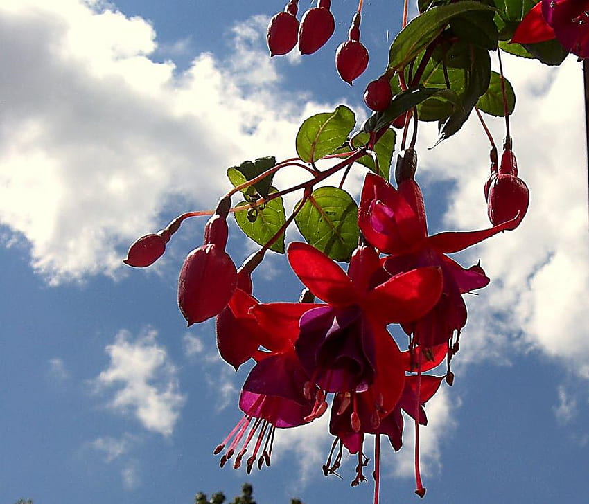 fuchsia, blue, red, sky, flowers HD wallpaper