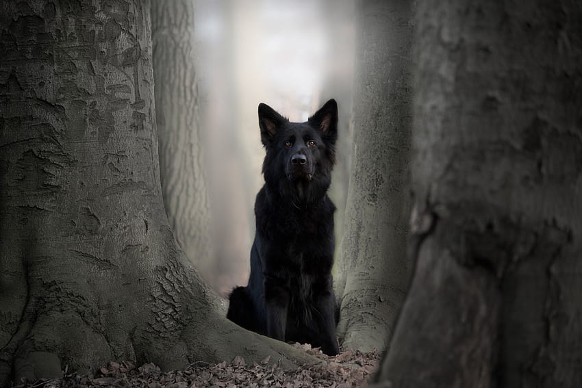 Black dog, German Shepherd, animal, outdoor HD wallpaper