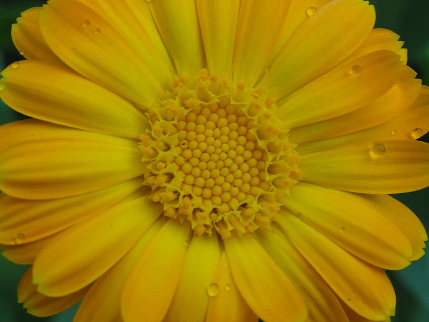 Gouttes, Fleur, Macro, Pétales, Pollen Fond d'écran HD