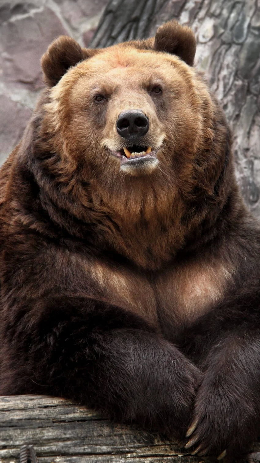 Angry Grizzly Bear iPhone, Kodiak Bear HD phone wallpaper