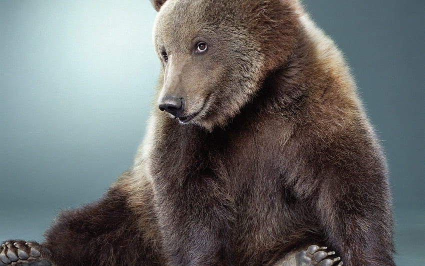 Animals, Bear, Color, Nice, Sweetheart, Fur HD wallpaper