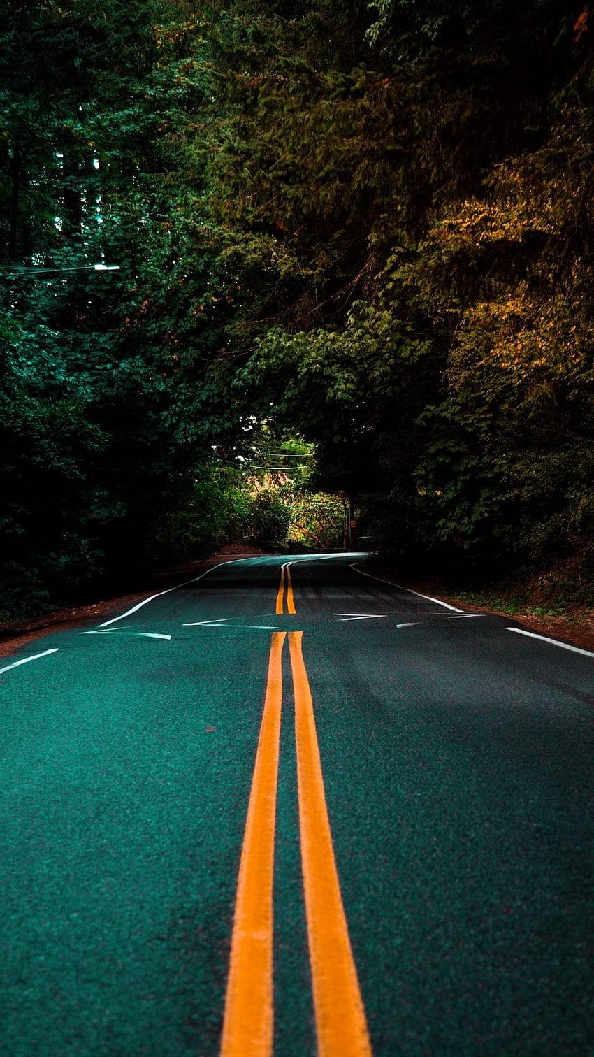 Road, marking, turn, trees, asphalt . Blur background graphy, Picsart background, Dslr background HD phone wallpaper