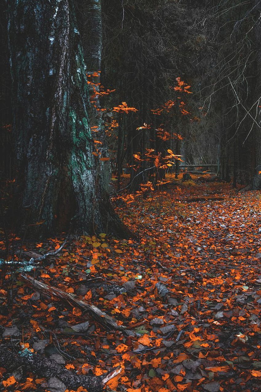 Naturenode: “ You Are Amazing. +moody Nature ”. Autumn Leaves , Fall , Cute Fall, Oregon Autumn HD phone wallpaper