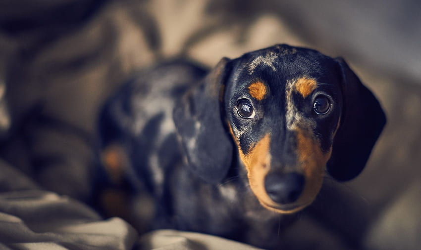 Dachshund HD wallpaper