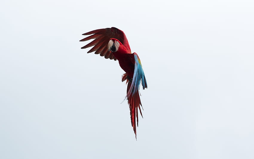Tiere, Himmel, Papageien, Vogel, Flug, Ara HD-Hintergrundbild