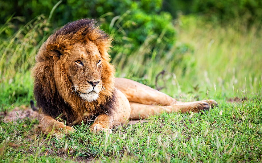lion, king of beasts, Africa, wild animals, wildlife, predators, Panthera leo HD wallpaper