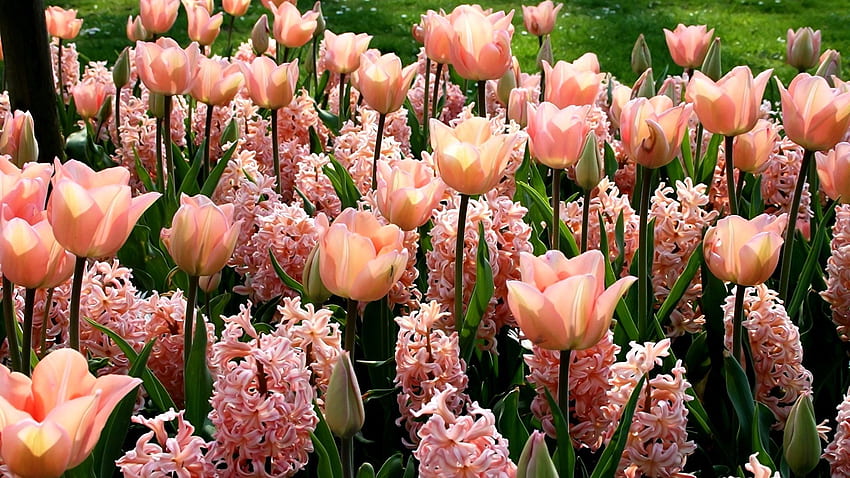 Fiori rosa, giacinti e tulipani pieni Sfondo HD