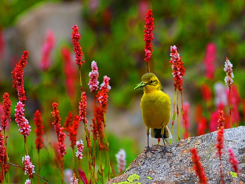 A summer day, animal, bird, beautiful, spring, lonely, summer, yellow, red, flowers HD wallpaper