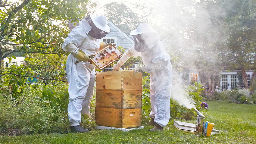 Residencial - The Best Bees Company, Colmenar fondo de pantalla