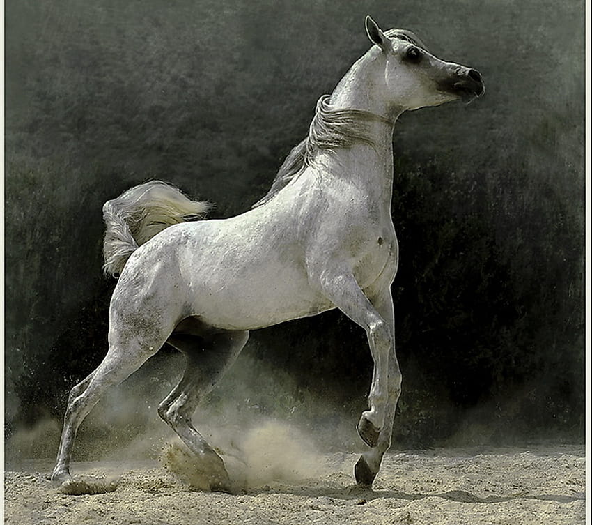 Abu-abu, kuda, berlari kencang, kuda jantan, liar, cantik Wallpaper HD