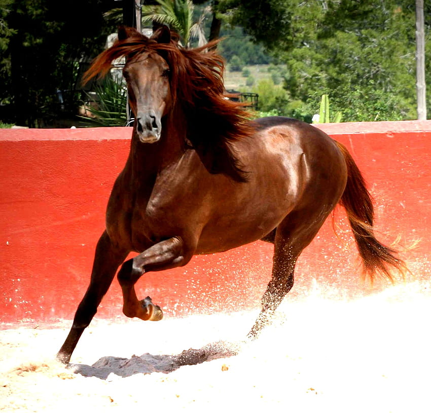 Kasztanowa Andaluzyjska Piękność, hiszpańska, andaluzyjska, konie, kasztanowata, iberyjska Tapeta HD