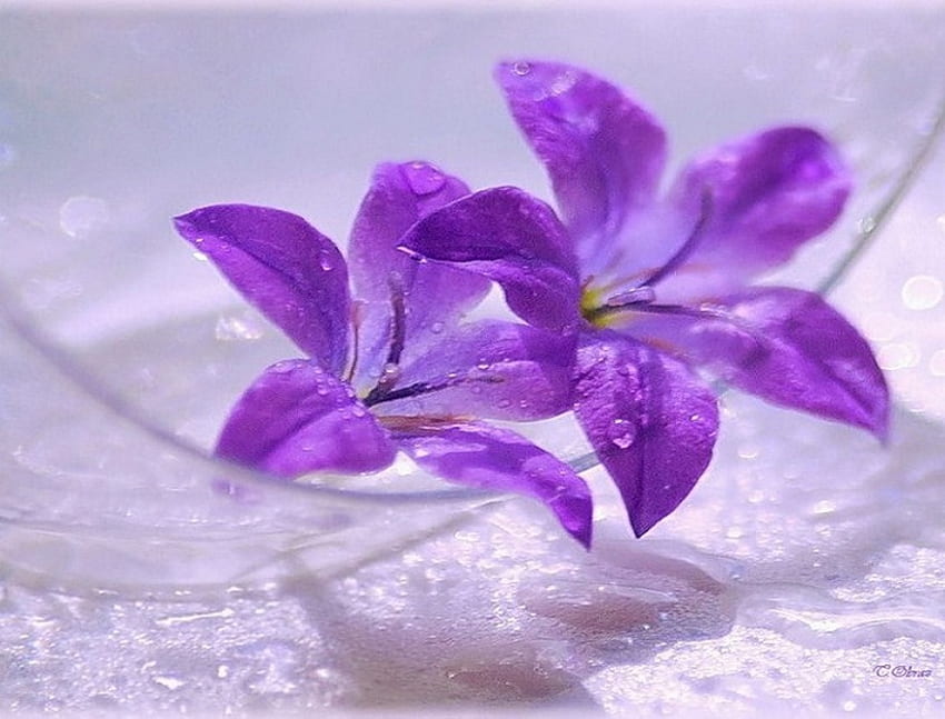 Grace, deicate, shadow, beautiful, purple, still life, petals, glass, flowers, rocío, gotitas fondo de pantalla