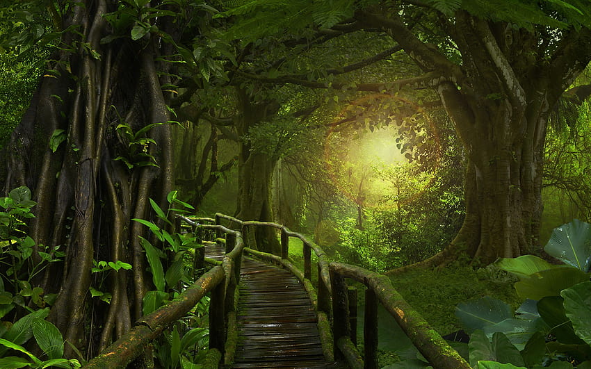 Selva Naturaleza Puentes Bosques Musgo, Selva Lluvia fondo de pantalla