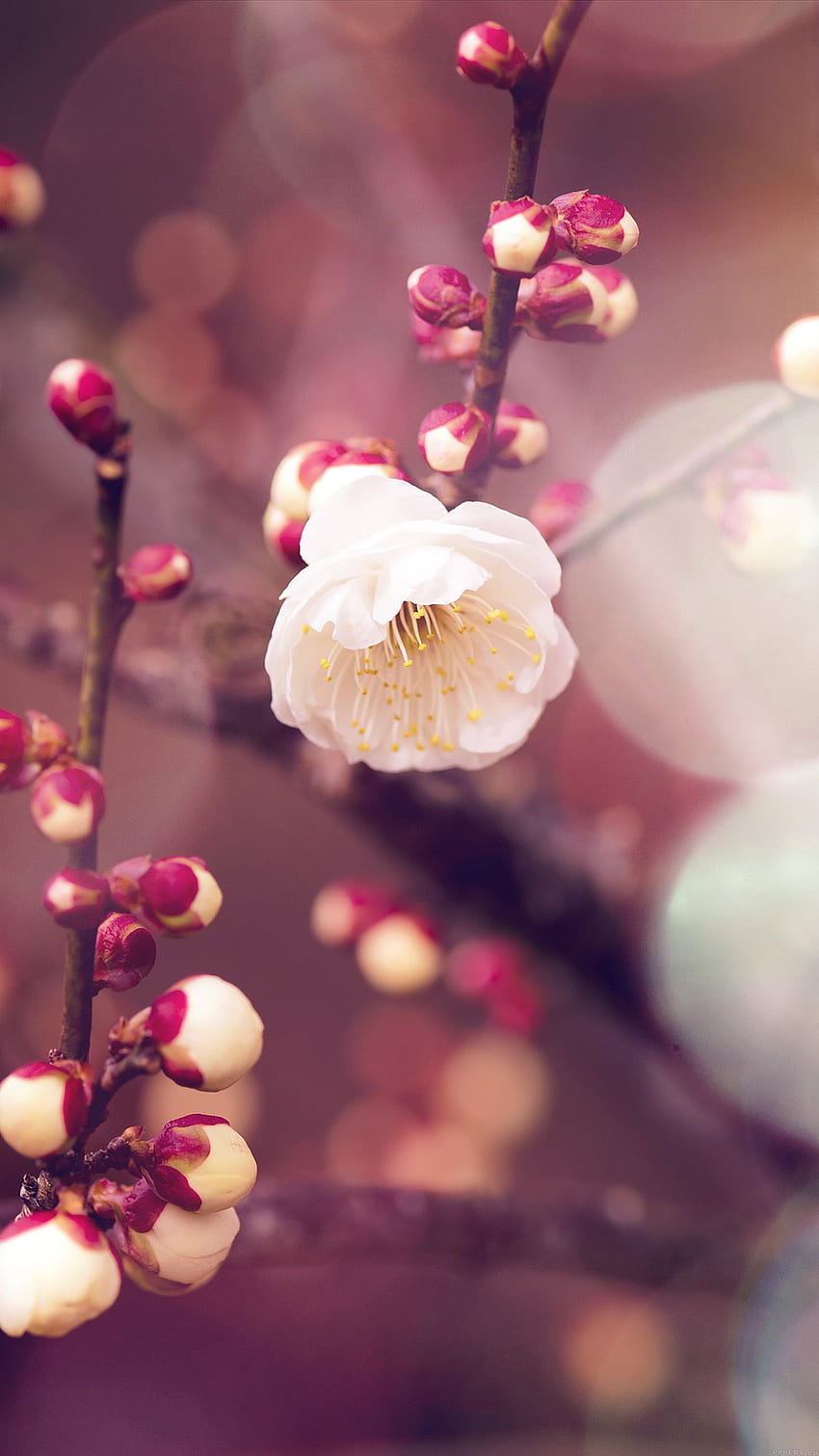 I Love Papers. apricot flower bud flare spring nature twigs tree, Floral Spring HD phone wallpaper