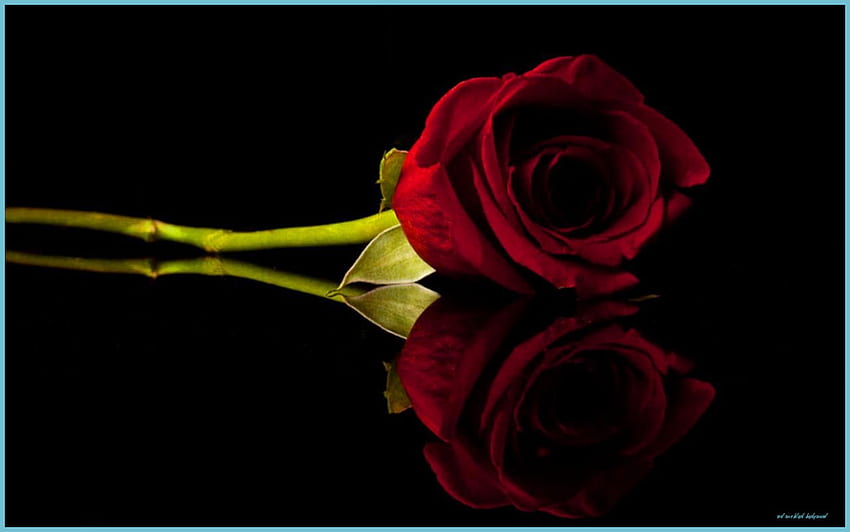 Just Red In The Black Dark Red Roses, Red Roses , Rose - Red Rose Black  Background, Aesthetic Black and Red Rose HD wallpaper | Pxfuel