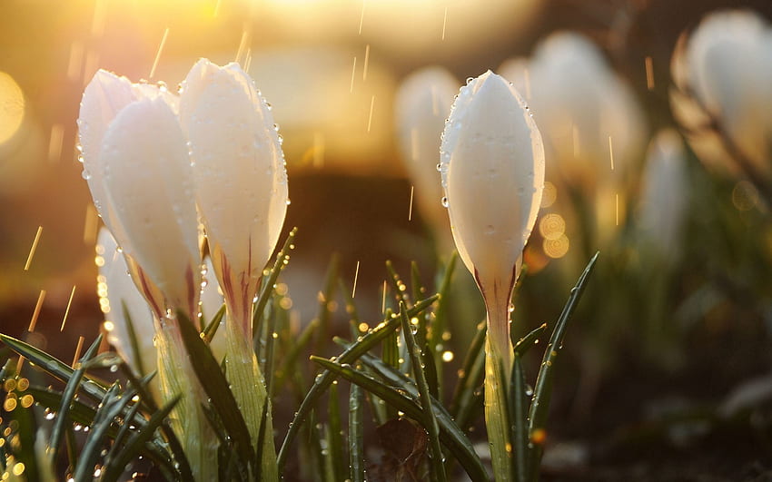 Frühling, Blumen, Sonne, Schneeglöckchen, Tropfen, Makro, Blendung, Knospen HD-Hintergrundbild