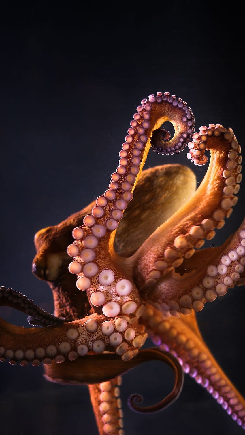 Octopus, Adorable, Ocean Animal HD phone wallpaper