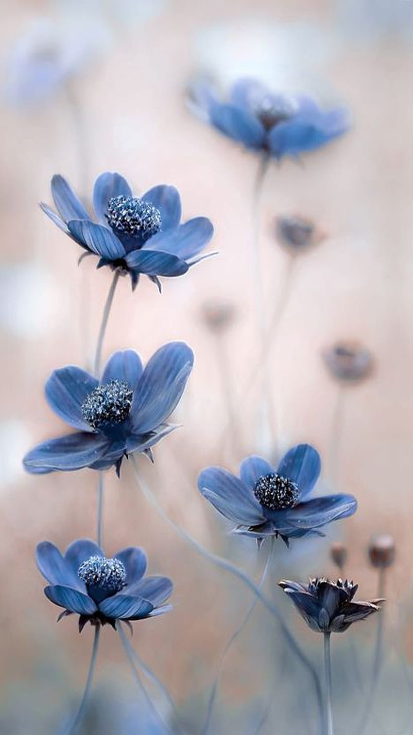 Fiore, telefono fiore blu Sfondo del telefono HD