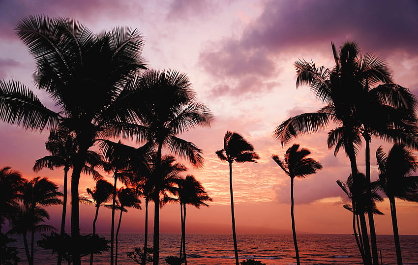 Nature, Sunset, Sea, Palms HD wallpaper