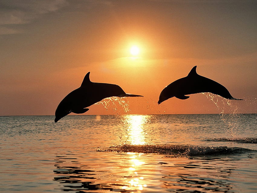 Плуване с делфините. Не е задължително да е по залез слънце, но това, Dolphin Jump HD тапет