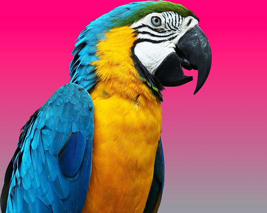 Parrot, blue, pink, bird, yellow, gizzzi HD wallpaper