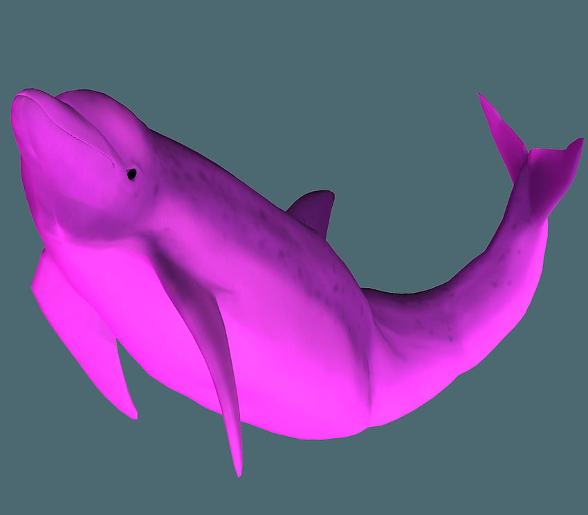 Amazon river dolphin Pink Dolphin Clothing, Pink Dolphin Ghost Logo HD wallpaper