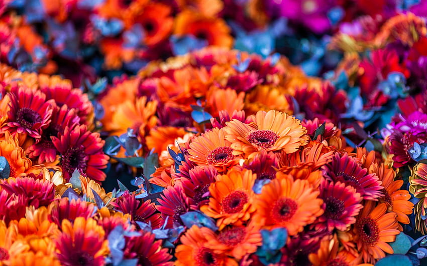 Colorful Flowers Blurred Background, Colorful Floral HD wallpaper | Pxfuel