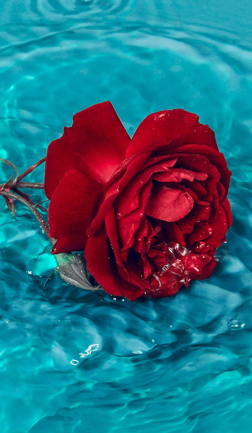 Piękna róża, hybrydowa róża herbaciana, aqua Tapeta na telefon HD