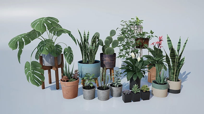 Пакет стайни растения - интериорни и екстериорни растения в архитектурната визуализация, стайни растения HD тапет