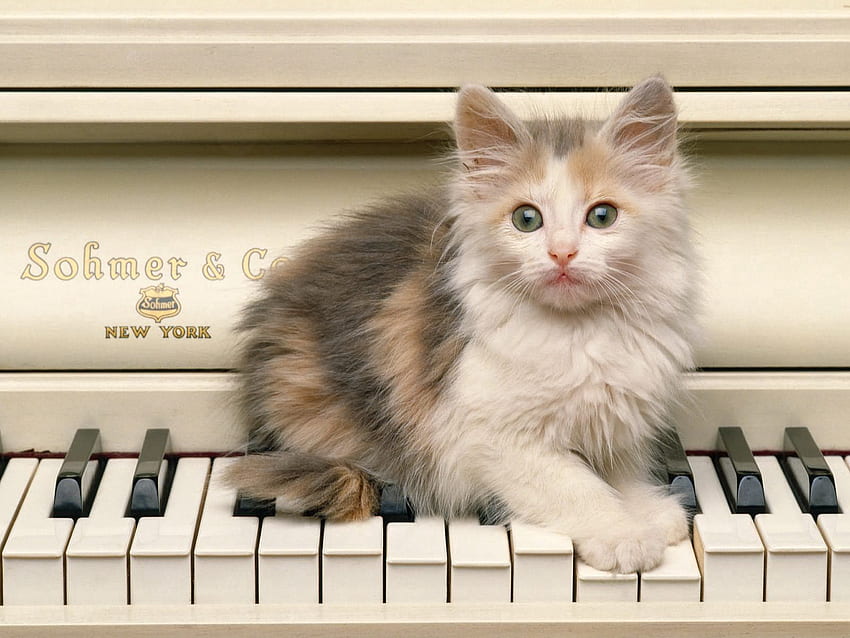 Tiere, Klavier, Flauschig, Kätzchen, Kätzchen, Sehen, Meinung, Flügel HD-Hintergrundbild