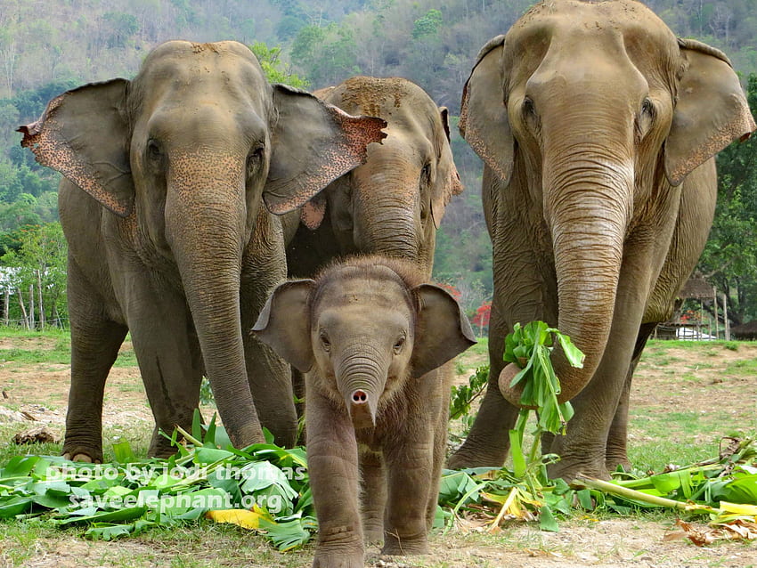 Elefante Bebê, Família Elefante papel de parede HD
