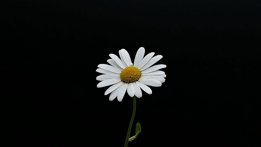 portrait, white flower, minimal, daisy, tablet, laptop, , background, 8509 HD wallpaper