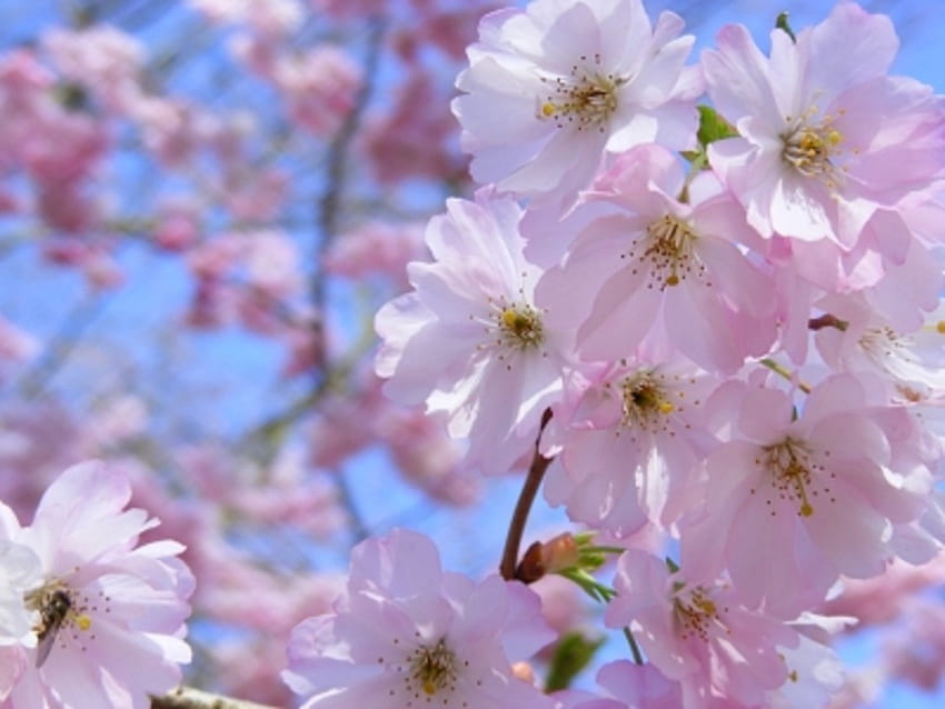 Пролетни цветя, природа, цветя, пролет, цветове HD тапет