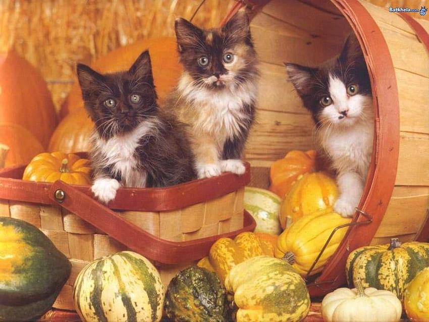 Koty Koszyk z dyni Trzy kocięta Słodki kot perski, motyw perski Tapeta HD