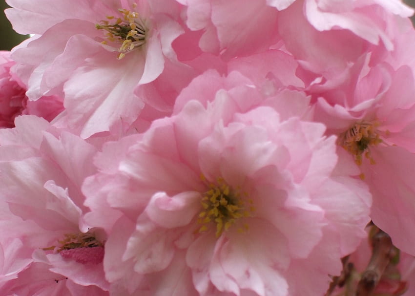 pink spring , pink, spring HD wallpaper